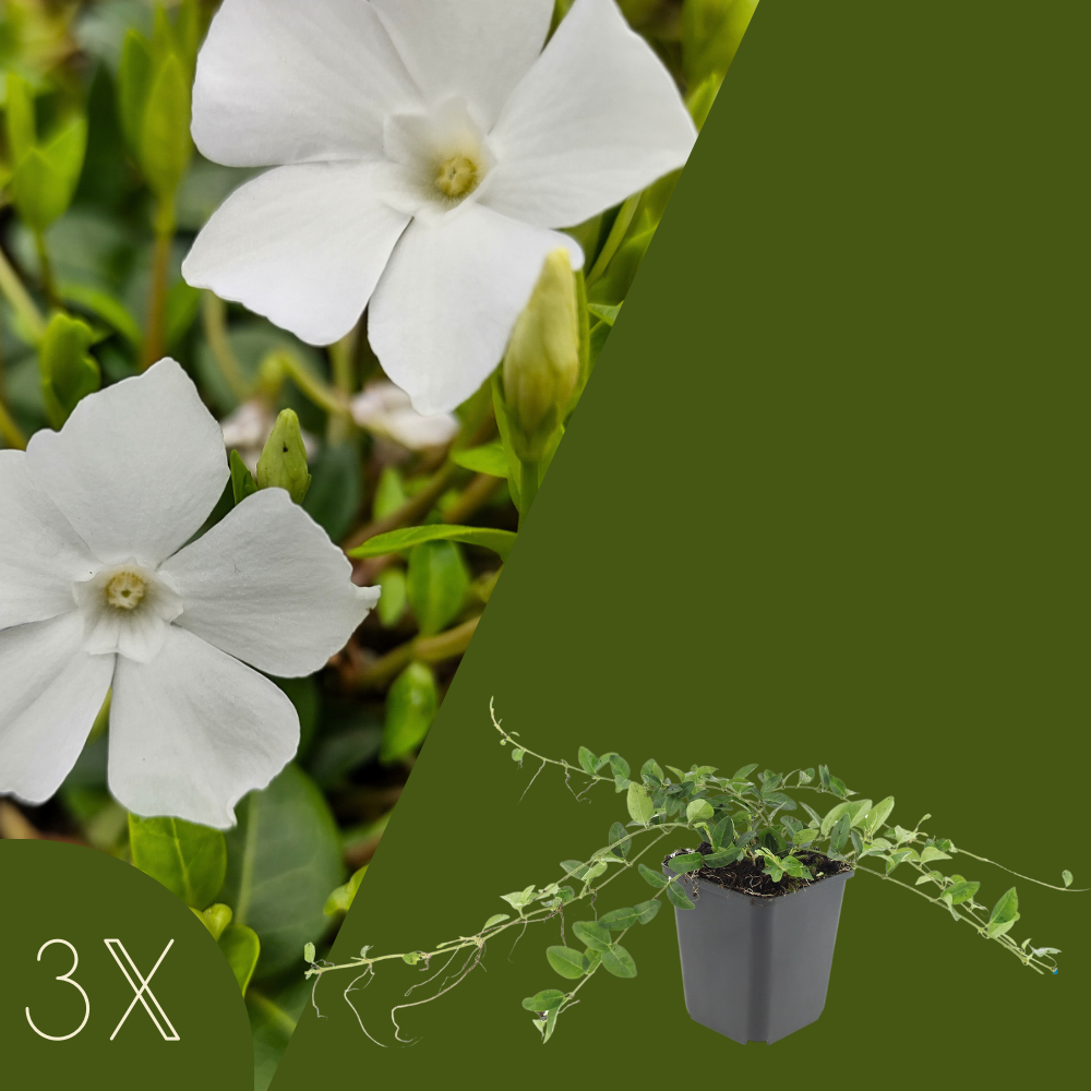 Vinca Minor (Maagdenpalm) Mix