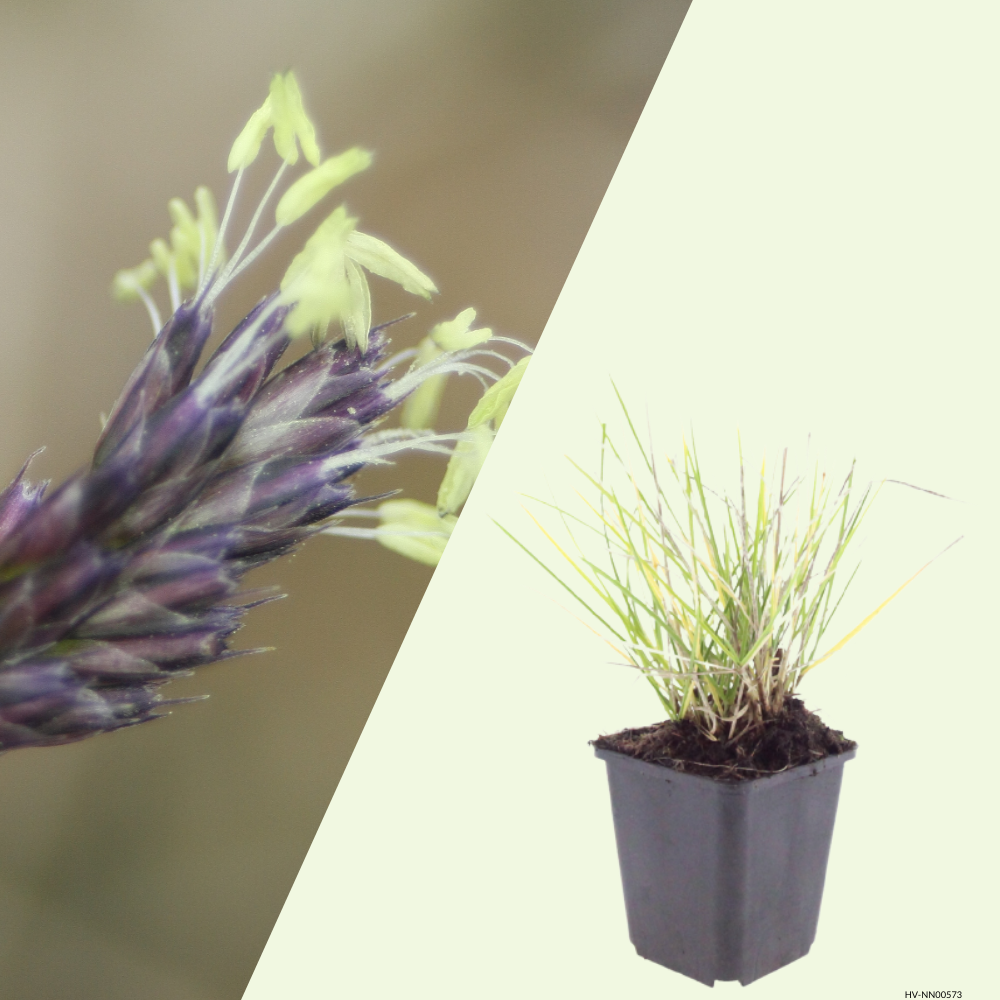 3  Blauwgras ‘Sesleria autumnalis’ Ø9 cm ↕15 cm