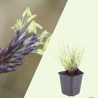 3  Blauwgras ‘Sesleria autumnalis’ Ø9 cm ↕15 cm