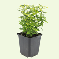 3 Kardinaalsmuts Planten ‘wit of geel’ Ø9 cm ↕15 cm