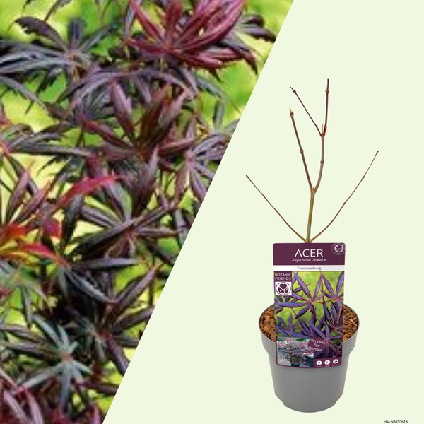 Acer palmatum Trompenburg (Japanse Esdoorn) Diep ingesneden blad met opstaande lobben