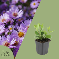 3 Asterplanten | Aster ageratoides 'Asran' | Tuinplanten | Planten