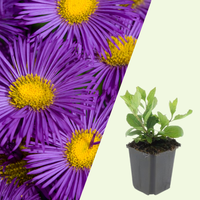 Aster Ageratoides 'Asran'