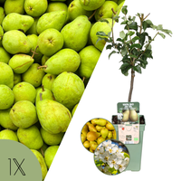 Pyrus Communis (Perenboom)