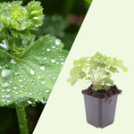 Alchemilla Mollis (Vrouwenmantel)