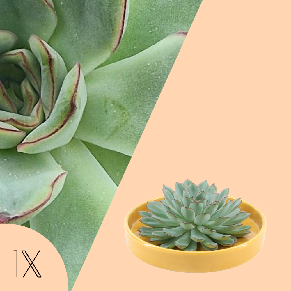 Echeveria Pulidonis