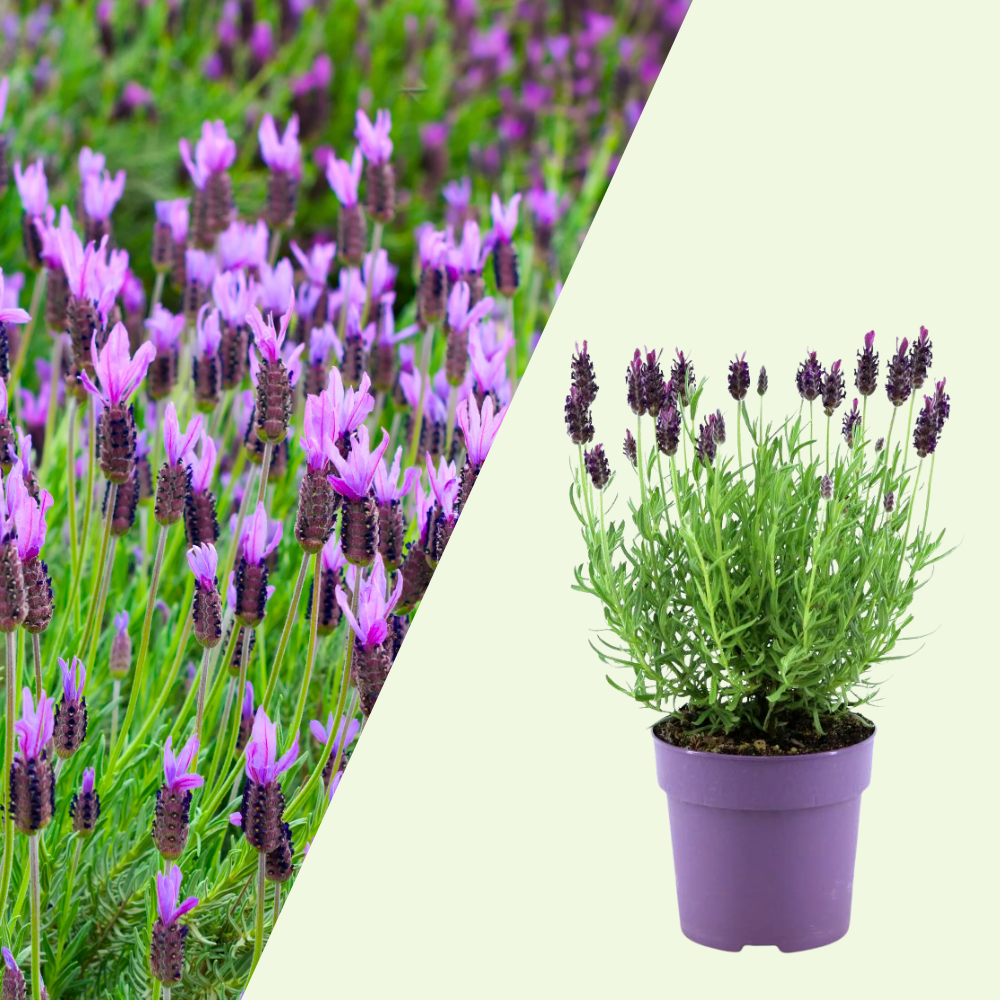 Set of 6 French lavender plants | 6 x Ø12 cm ↕25 cm | Lavandula stoechas Anouk