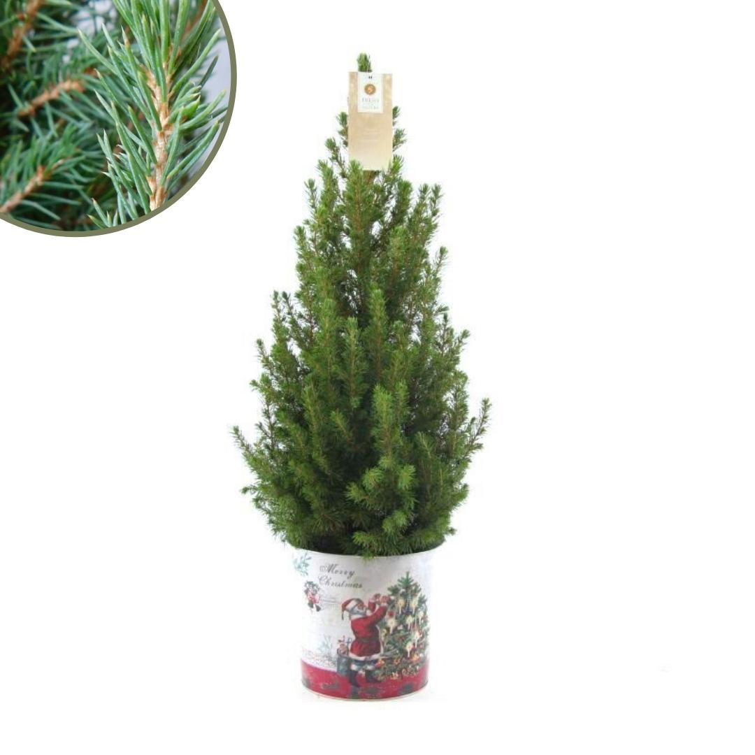 Weihnachtsbaum Picea Conica im Santa Zinc Topf