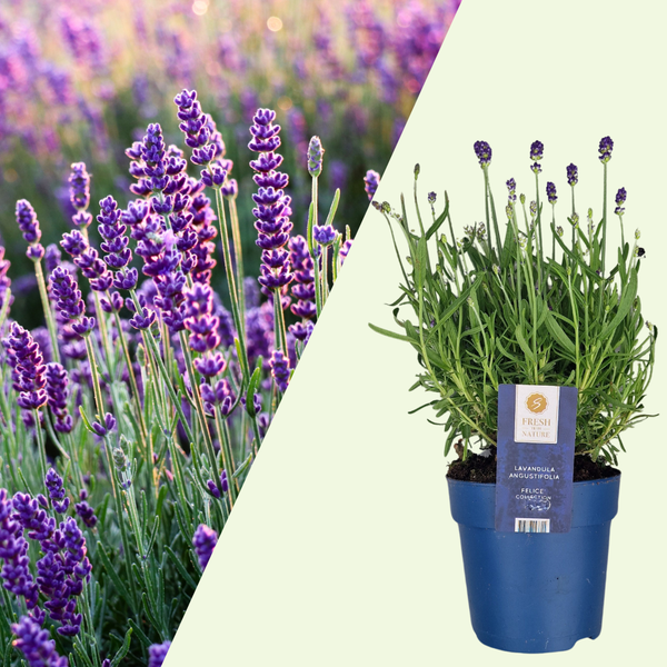 6 Lavendelplanten ‘Felice’ Ø12 cm ↕20 cm