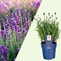 Set of 6 Hardy Lavender Plants | 6 x Ø12 cm ↕30 cm | Lavendula ang. Felice