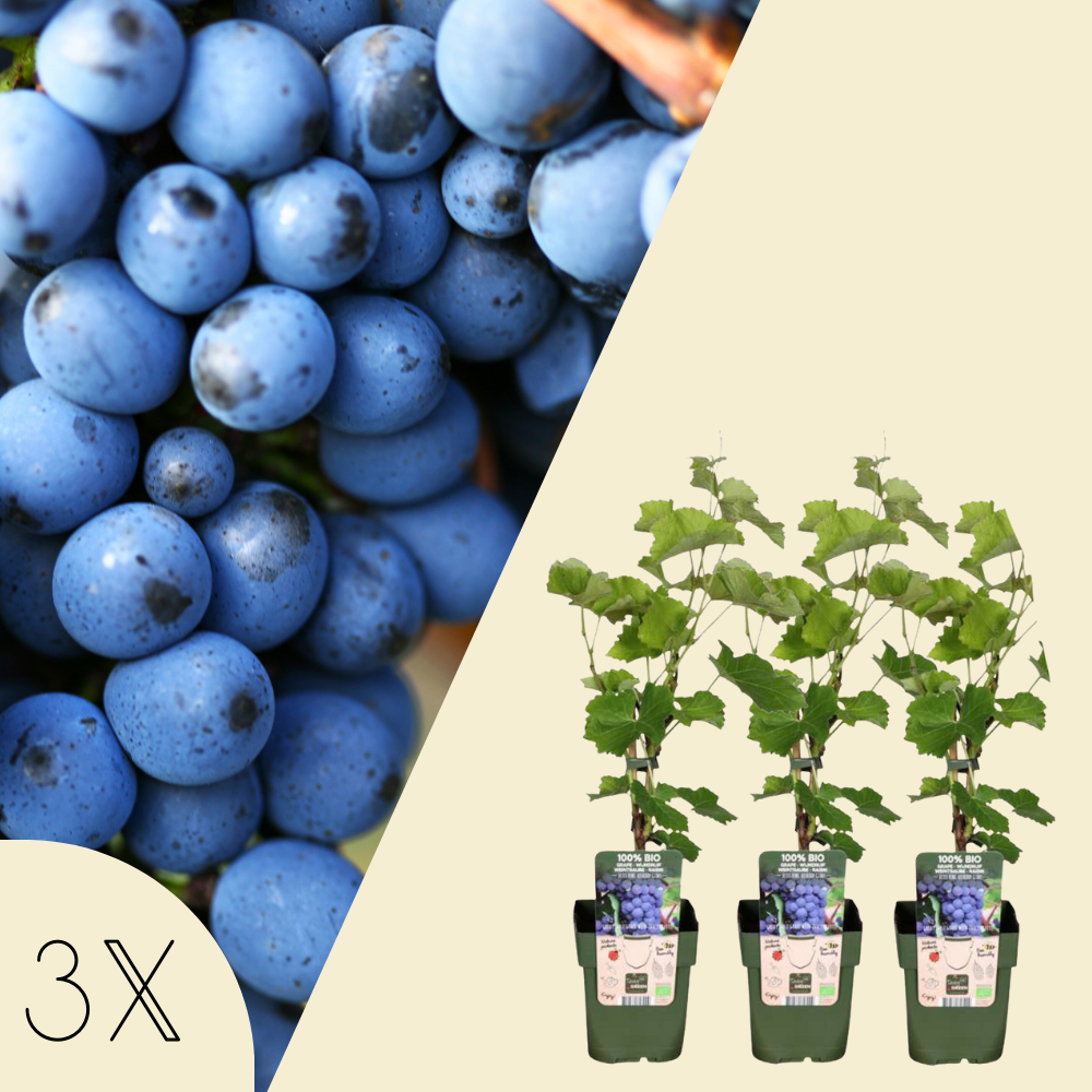 3 Druivenplanten | 100% Biologische Fruitplanten | Druivenplanten