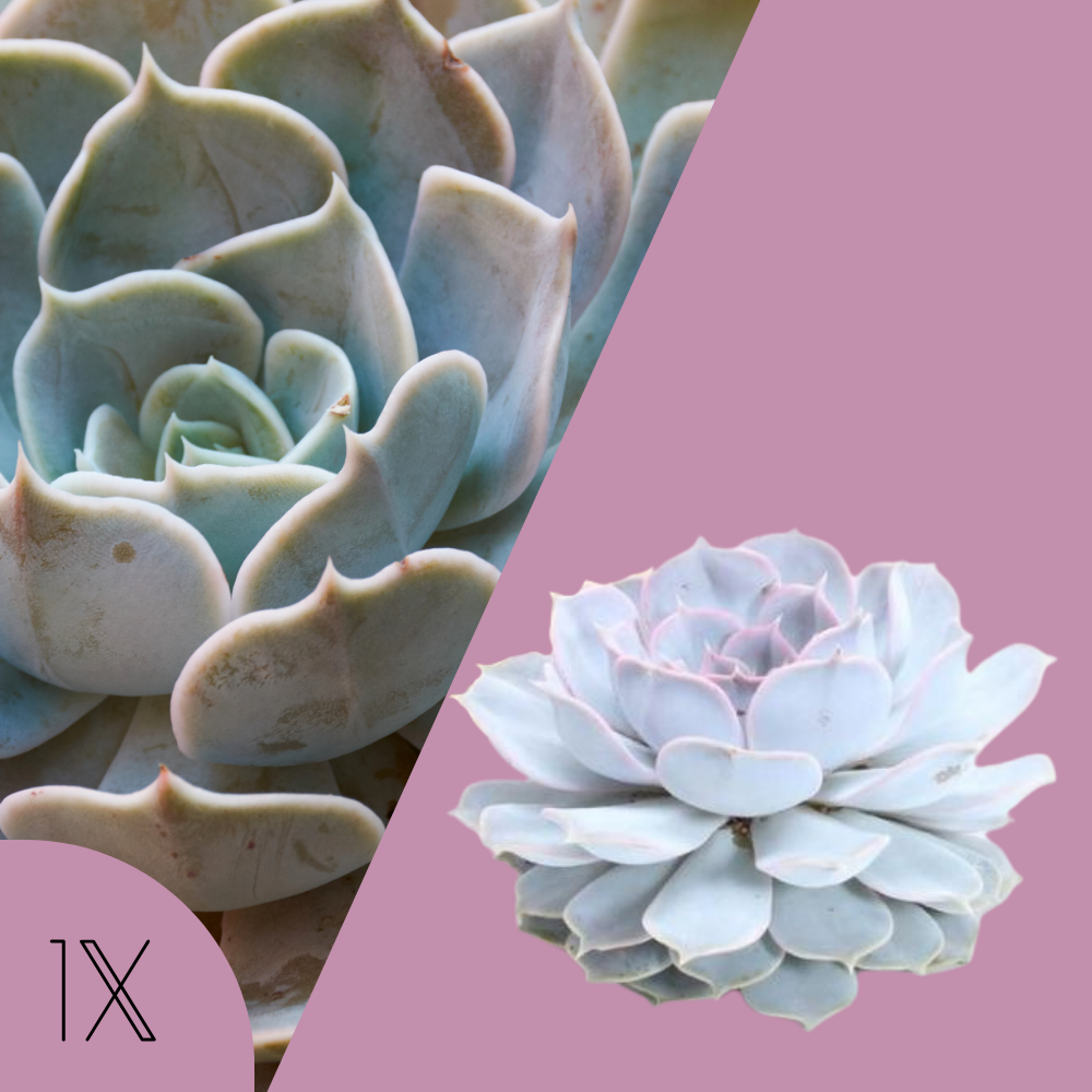 Echeveria Lilacina