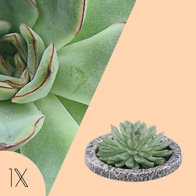 Echte Succulent groen in Concrete keramiek schaal - Ø12-14 cm ↕5 cm|1x Echeveria Pulidonis|vetplant