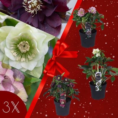 Helleborus Orientalis Mix (Kerstroos)