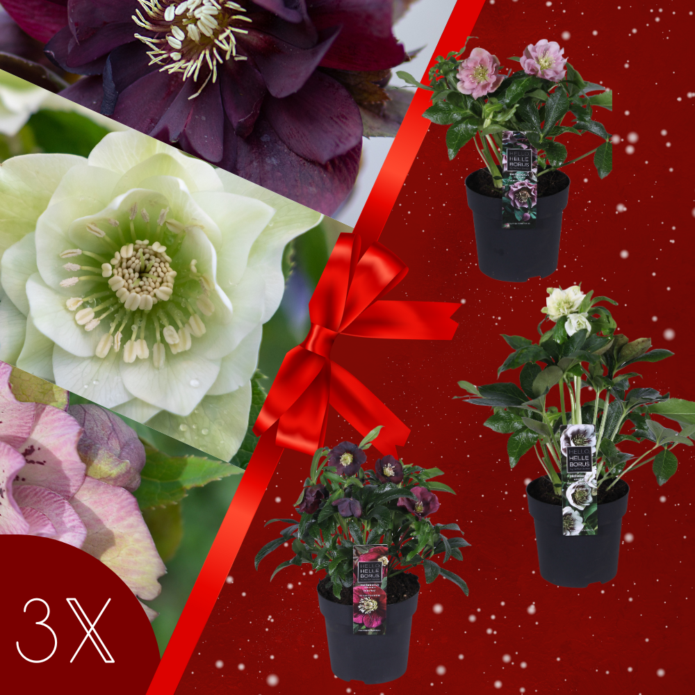 Set van 3 Kerstroos Specials mix | 3x Helleborus Orientalis | 15 cm Ø | 25 cm ↕