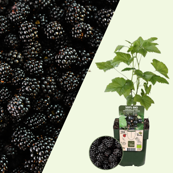 Rubus Fruticosus (Braam) - Set van 3