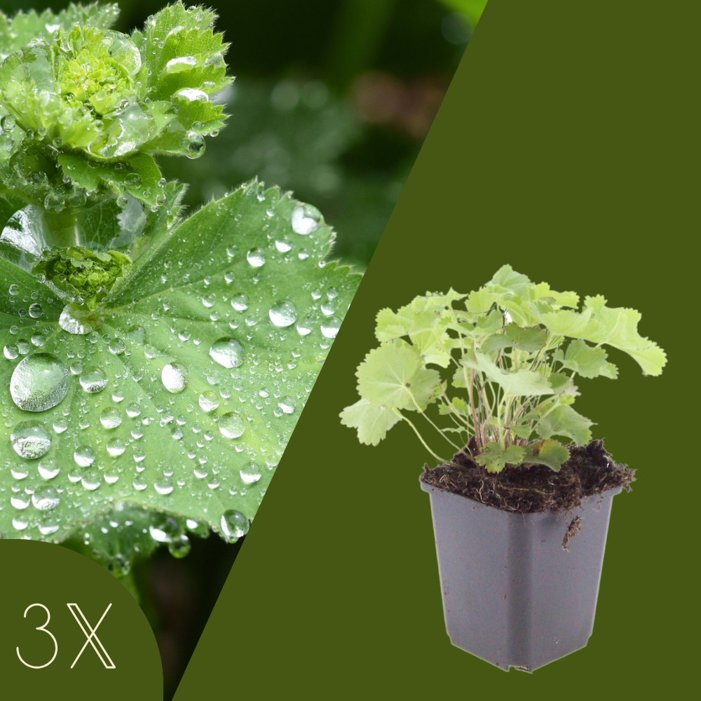 3 Vrouwenmantel Planten | Alchemilla mollis | Tuinplanten | Planten