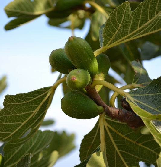 Oliven- und Ficus-Set