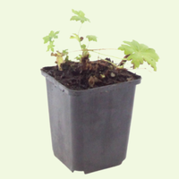 3 Ooievaarsbek ‘Geranium macrorrhizum White Ness’ Ø9 cm ↕15 cm