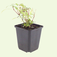 Centranthus ruber 'Coccineus' (Rode spoorbloem) set van 3, Voor zonnige border en rotstuin