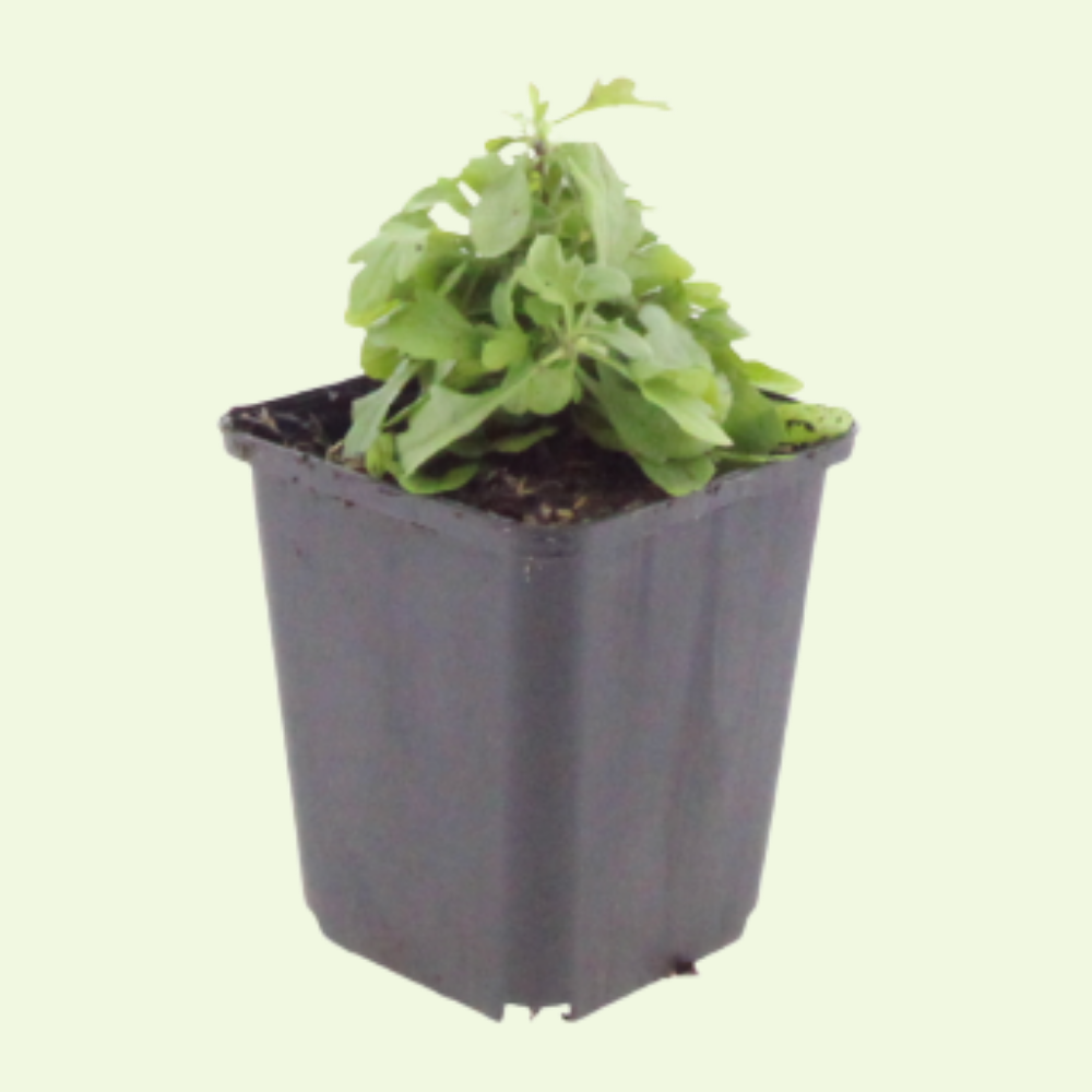 3 Mexicaans Madeliefje ‘Erigeron karvinskianus’ Ø9 cm ↕15 cm