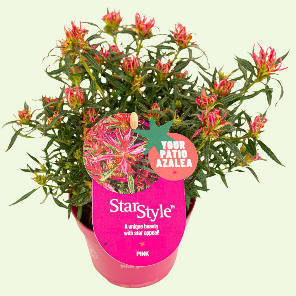 Rhododendron Azalea StarStyle Pink (Azalea StarStyle Pink) set van 6, Roze bloemen met compacte groei