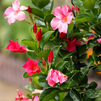 Dipladenia / Mandevilla (Mandevilla mix) Set van 3, bloeiende klimplanten