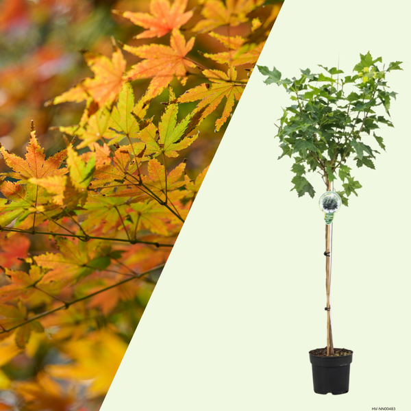 1 Bol esdoorn Boom ‘Acer platanoides Globosum’ Ø21 cm ↕100 cm Stam 80 cm