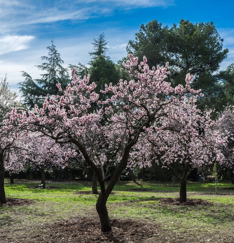 OH2 Prunus Triloba XXL x 2