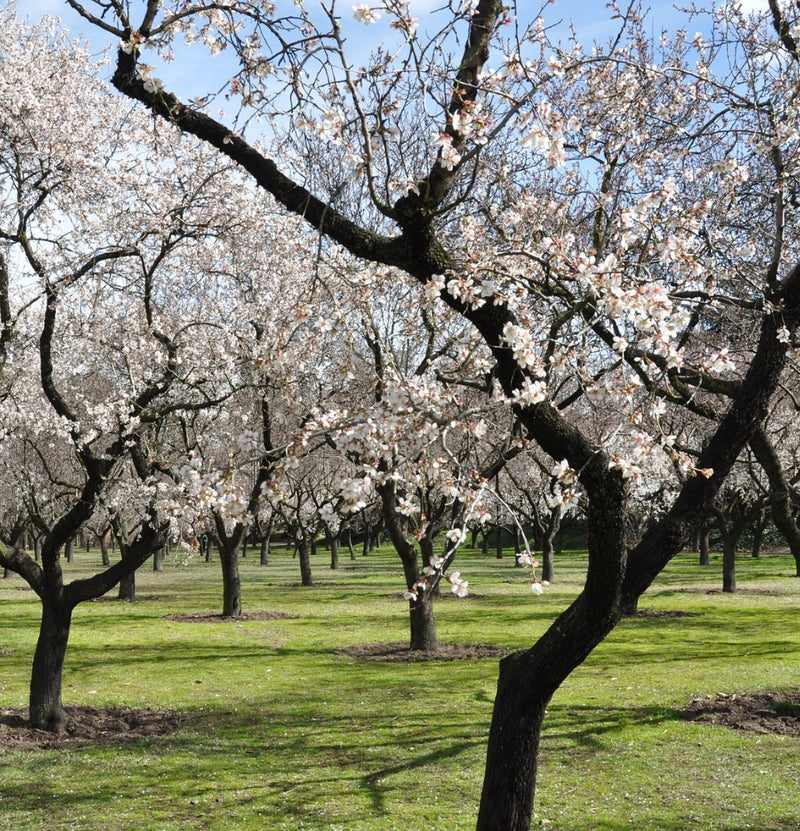 OH2 Prunus Triloba XXLx2