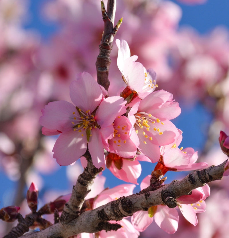 OH2 Prunus Triloba XXL x 2