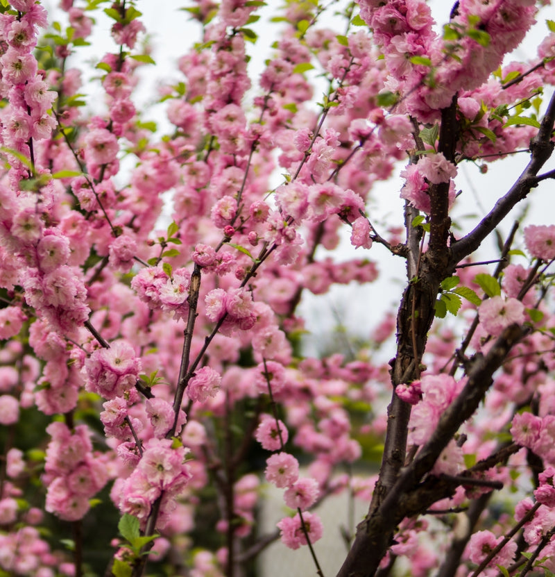 OH2 Prunus Triloba XXL x 2