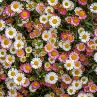 3 Mexicaans Madeliefje ‘Erigeron karvinskianus’ Ø9 cm ↕15 cm