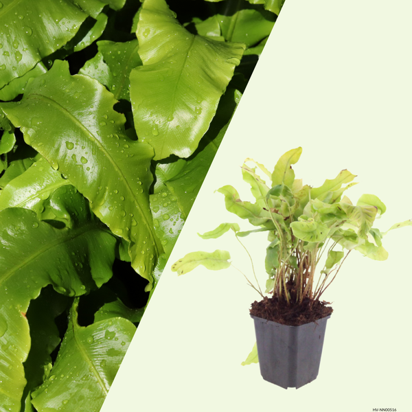 3 Tongvaren ‘Asplenium scolopendrium’ Ø9 cm ↕15 cm