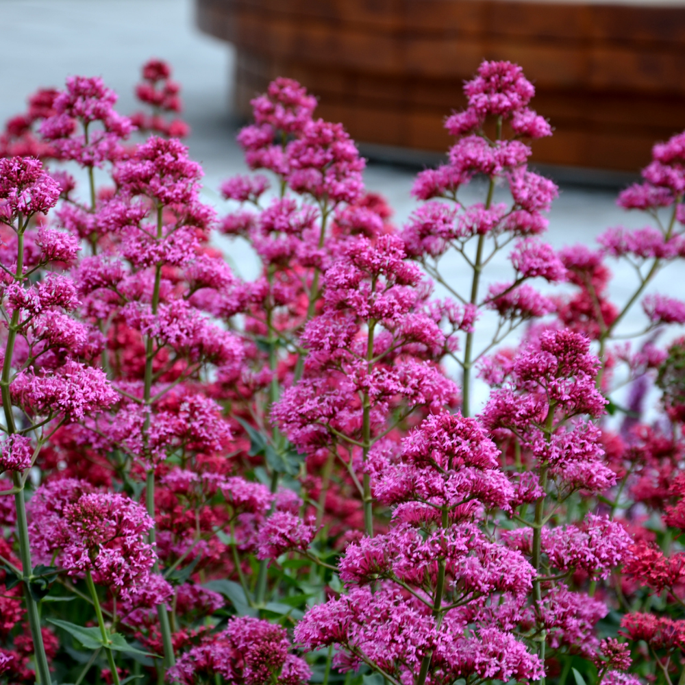 Centranthus ruber 'Coccineus' (Rode spoorbloem) set van 3, Voor zonnige border en rotstuin