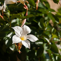 Dipladenia / Mandevilla (Mandevilla mix) Set van 3, bloeiende klimplanten