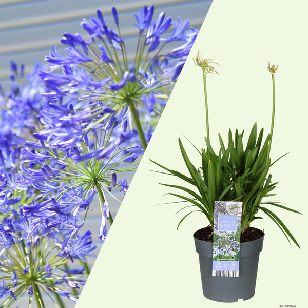 1 Agapanthus blauw ‘Agapanthus’ Ø23 cm ↕80 cm