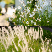 NatureNest Border Package Luna