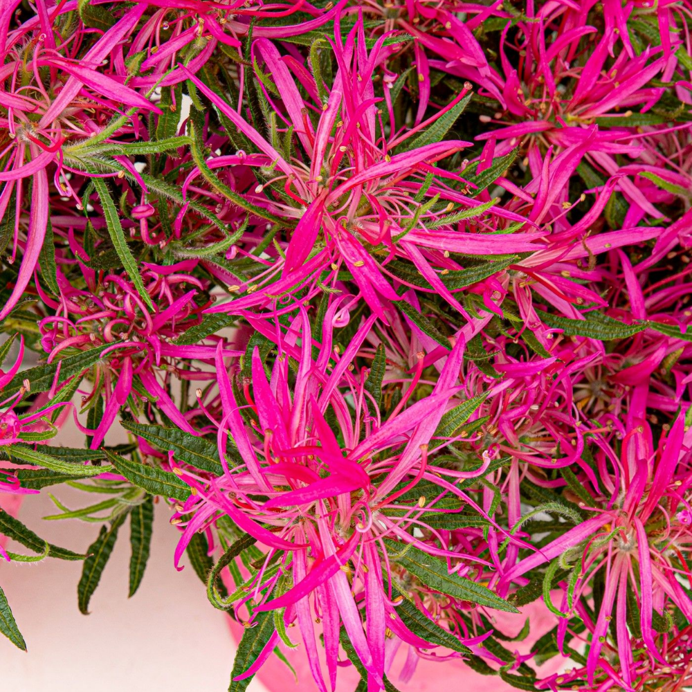 Rhododendron Azalea StarStyle Pink (Azalea StarStyle Pink) set van 6, Roze bloemen met compacte groei