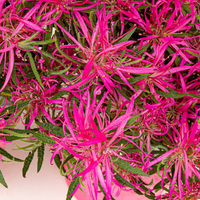 Rhododendron Azalea StarStyle Pink (Azalea StarStyle Pink) set van 6, Roze bloemen met compacte groei