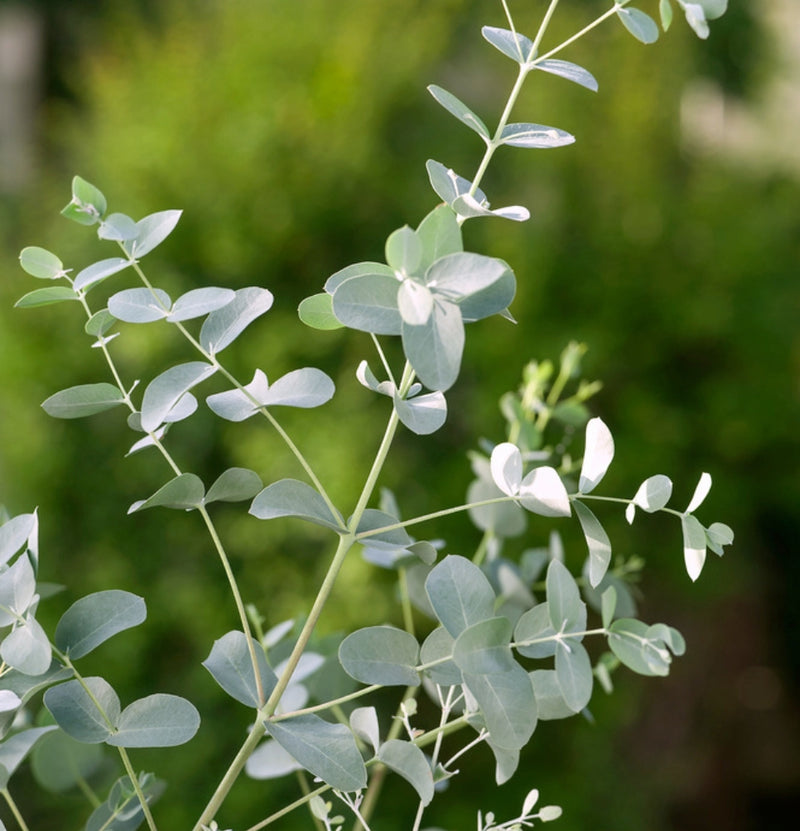 Eukalyptus gunni „Azura“ am Stiel