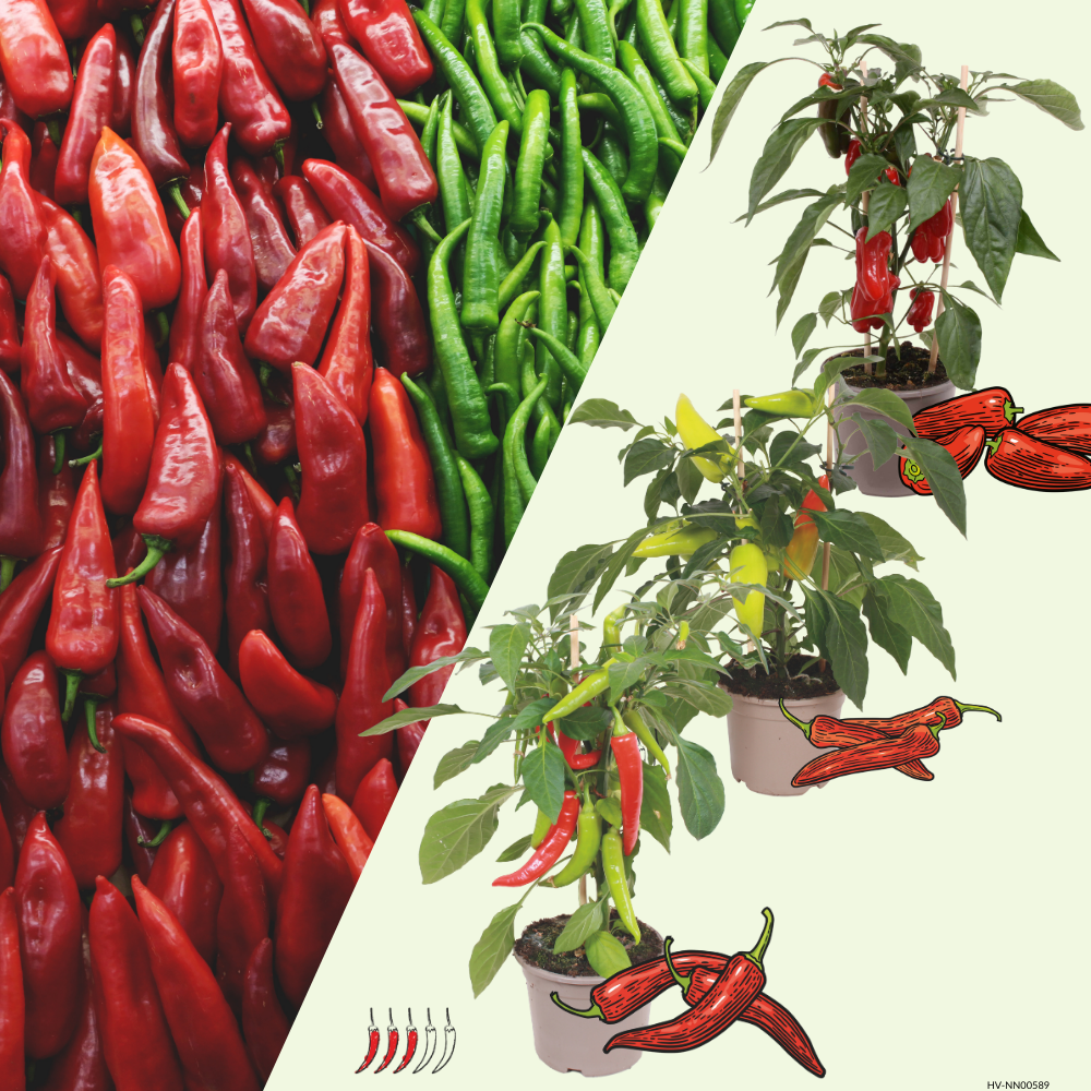 3 BIO Groente planten 'Pittig Trio' Ø14 cm ↕40 cm