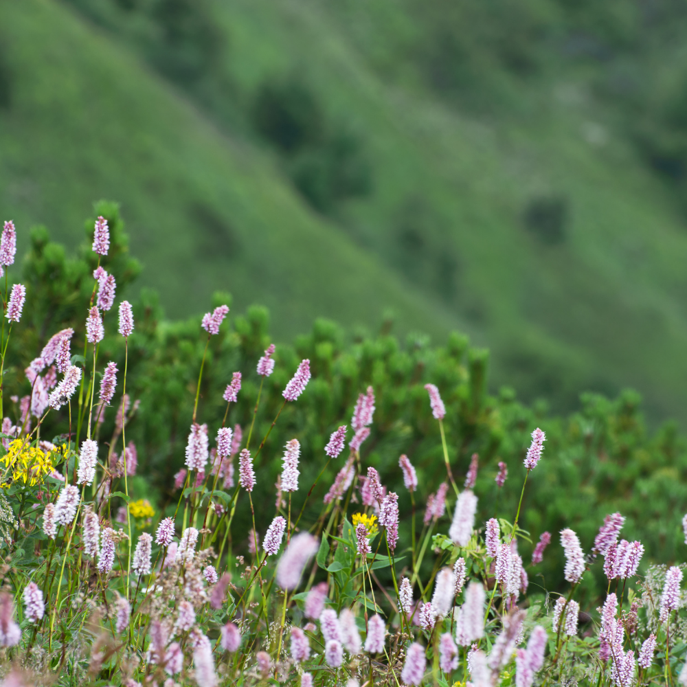 3 Adderwortel ‘Persicaria bistorta’ Ø9 cm ↕15 cm
