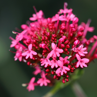 Centranthus ruber 'Coccineus' (Rode spoorbloem) set van 3, Voor zonnige border en rotstuin