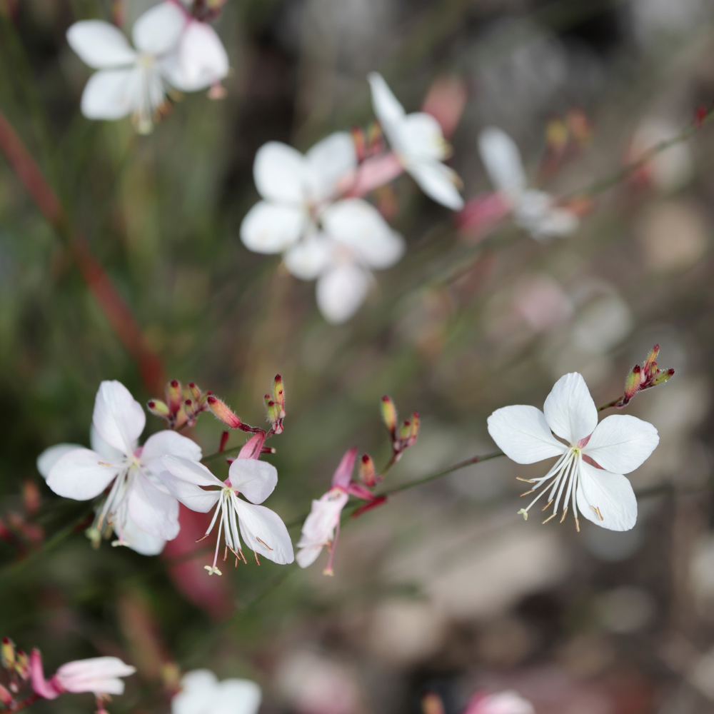 NatureNest Border Package Luna