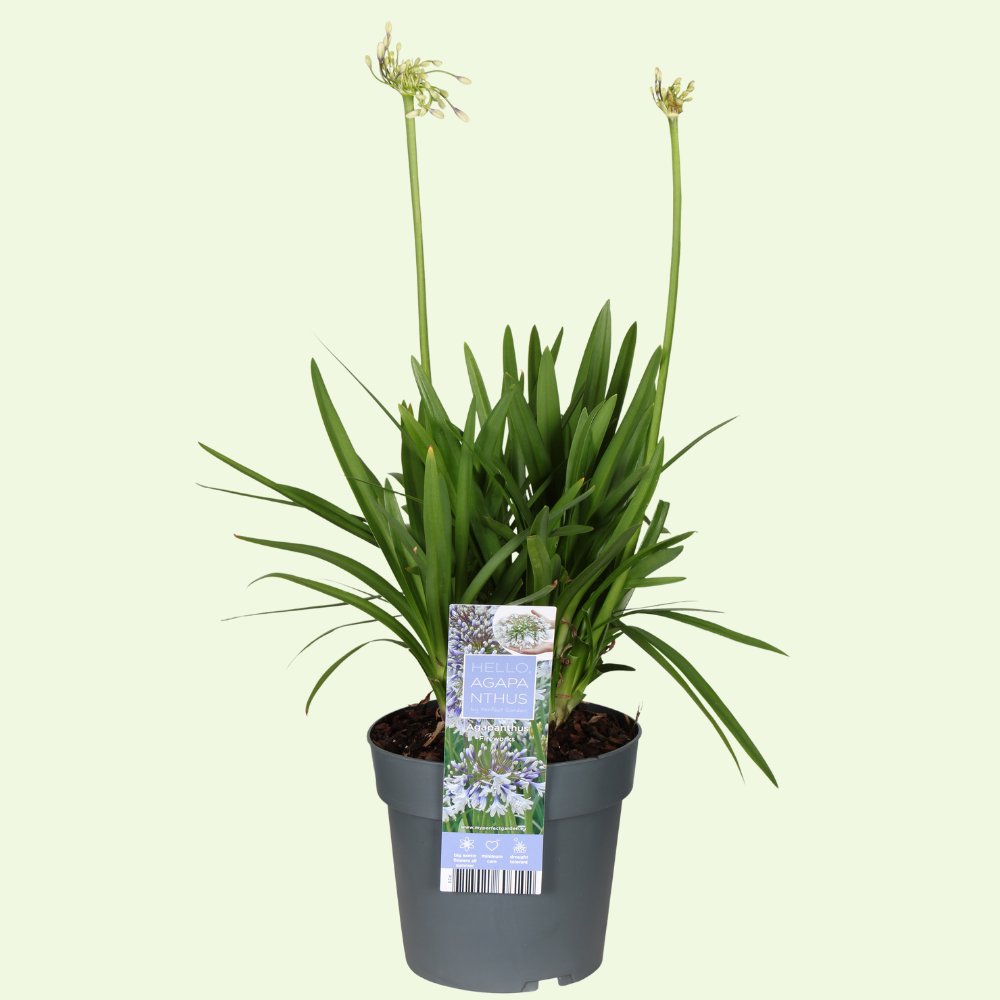 1 Agapanthus blauw ‘Agapanthus’ Ø23 cm ↕80 cm
