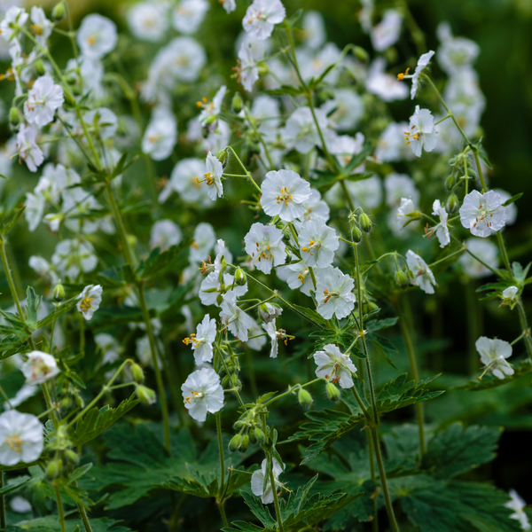 3 Ooievaarsbek ‘Geranium macrorrhizum White Ness’ Ø9 cm ↕15 cm