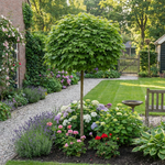 1 Bol esdoorn Boom ‘Acer platanoides Globosum’ Ø21 cm ↕100 cm Stam 80 cm