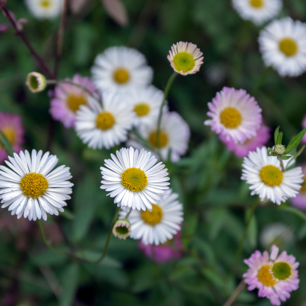 3 Mexicaans Madeliefje ‘Erigeron karvinskianus’ Ø9 cm ↕15 cm