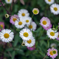 3 Mexicaans Madeliefje ‘Erigeron karvinskianus’ Ø9 cm ↕15 cm